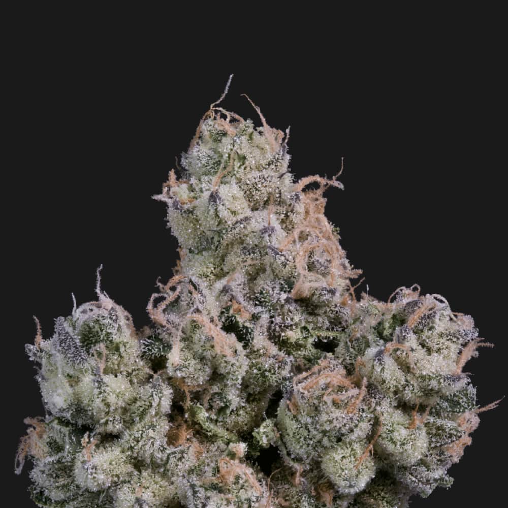 Papa Burger - 3.54g Whole Buds - Hybrid