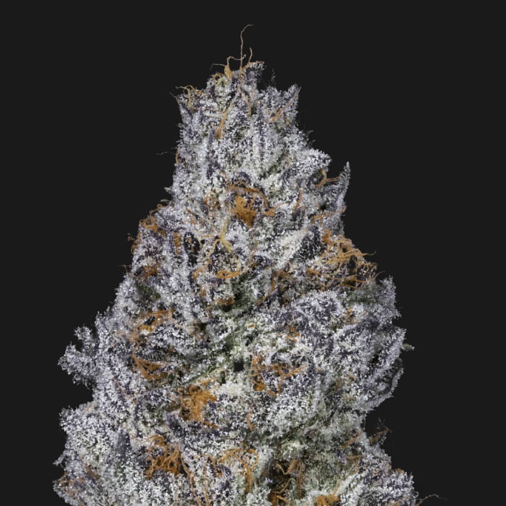 Chili Verde - 3.54g Whole Buds - Sativa