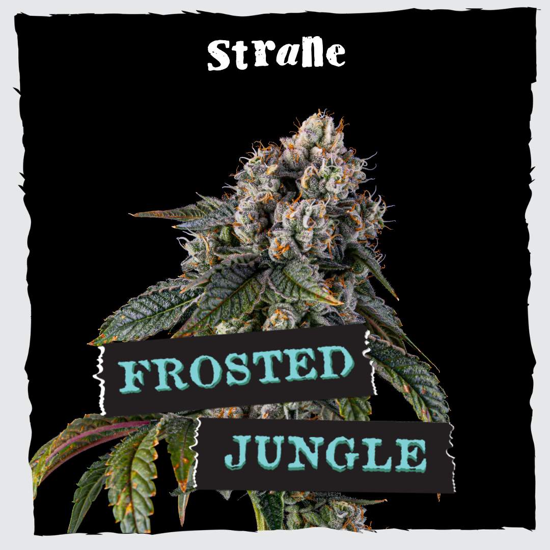 Frosted Jungle - 3.5g Whole Buds - Indica