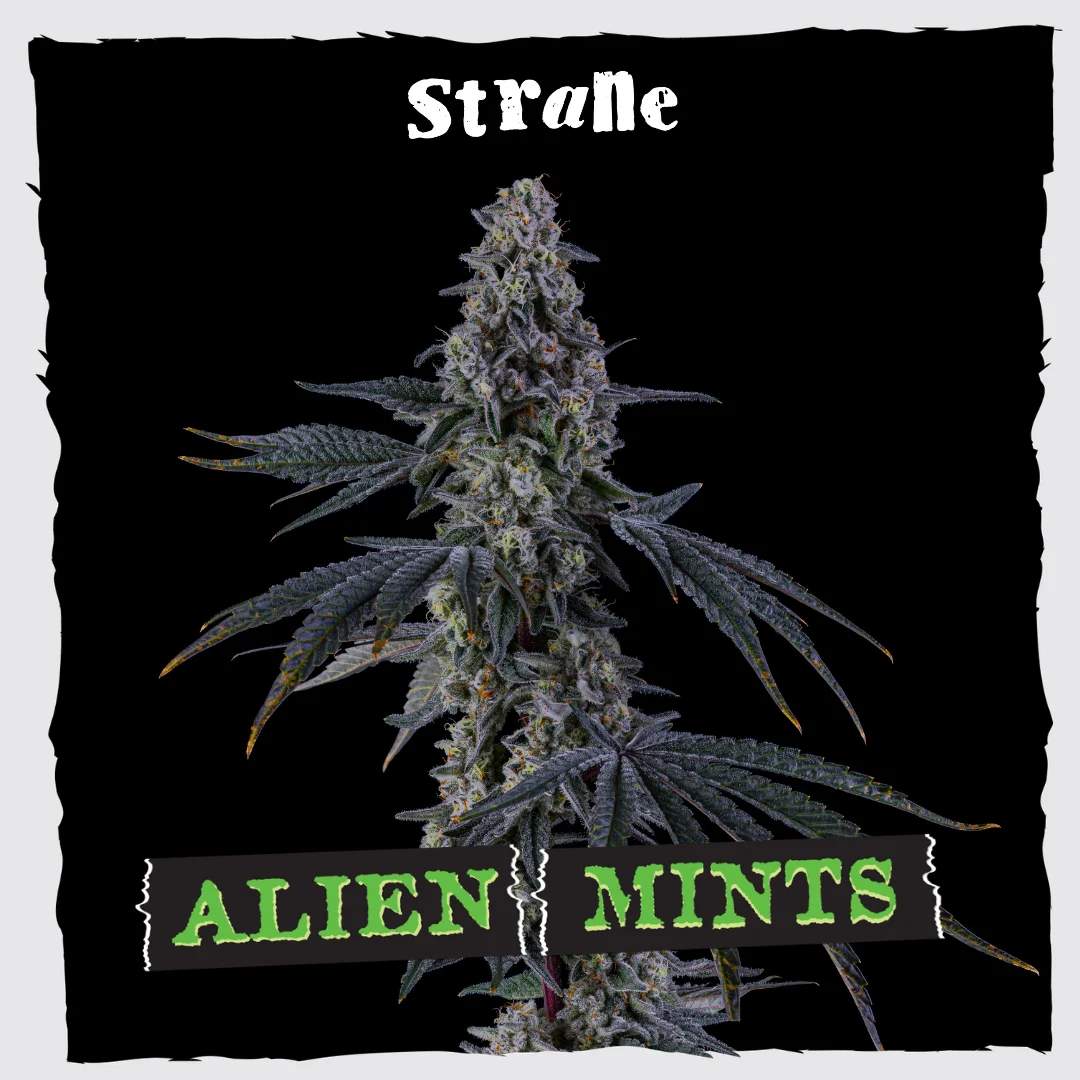 Alien Mints - 3.5g Whole Buds - Hybrid
