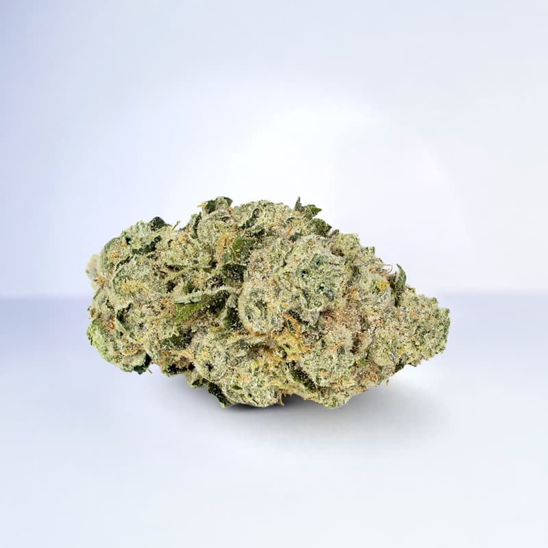 orange 43 strain