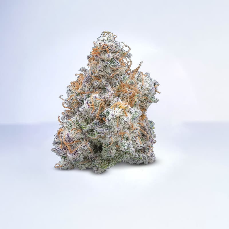 mac1 strain