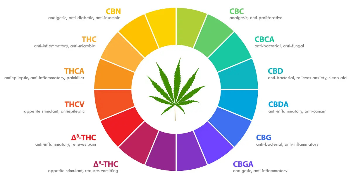 Chart comparing major and minor cannabinoids found in cannabis.