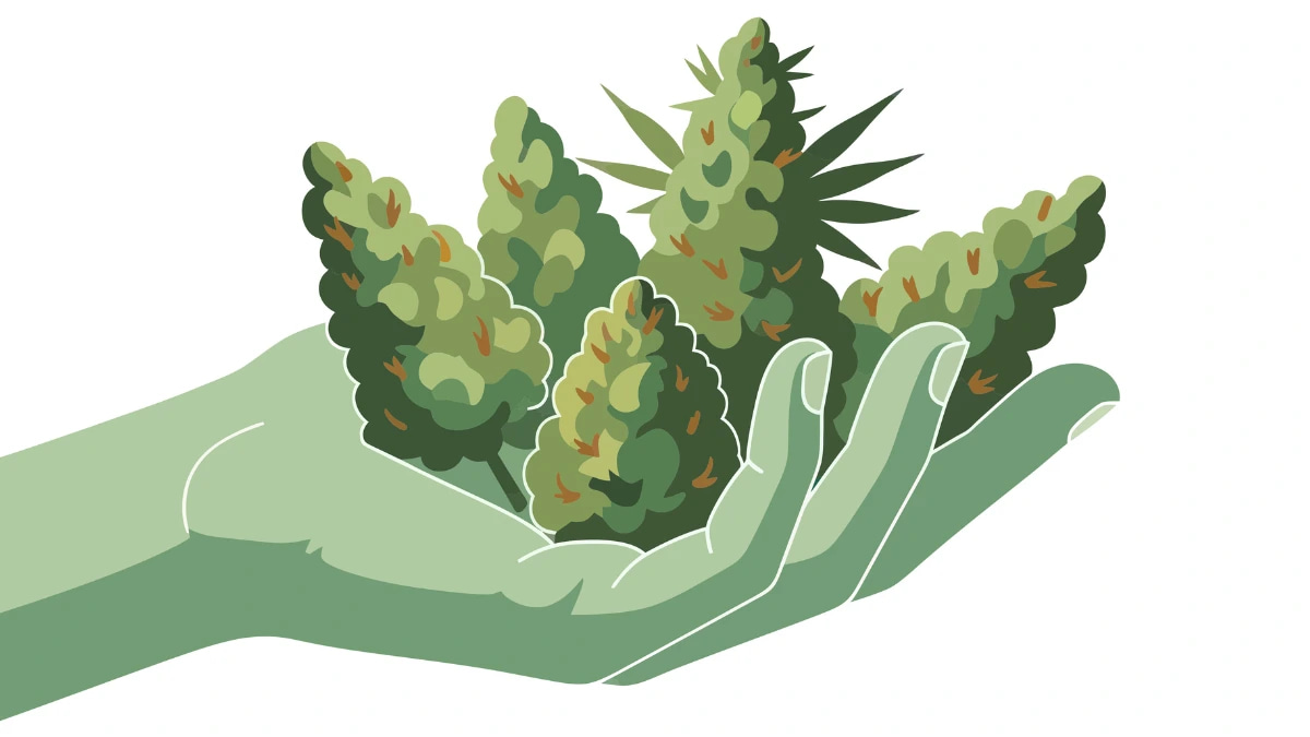 green hand holding marijuana flower buds depicting how marijuana possession limits in Maryland