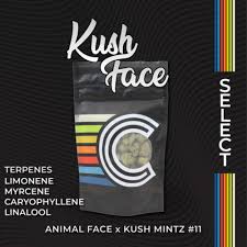 Kush Face #1 - 14.15g Whole Buds - Hybrid thumbnail 2