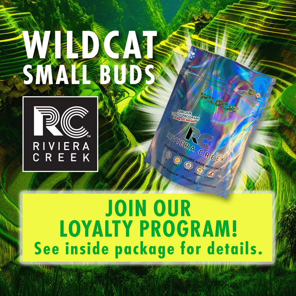 Wild Cat