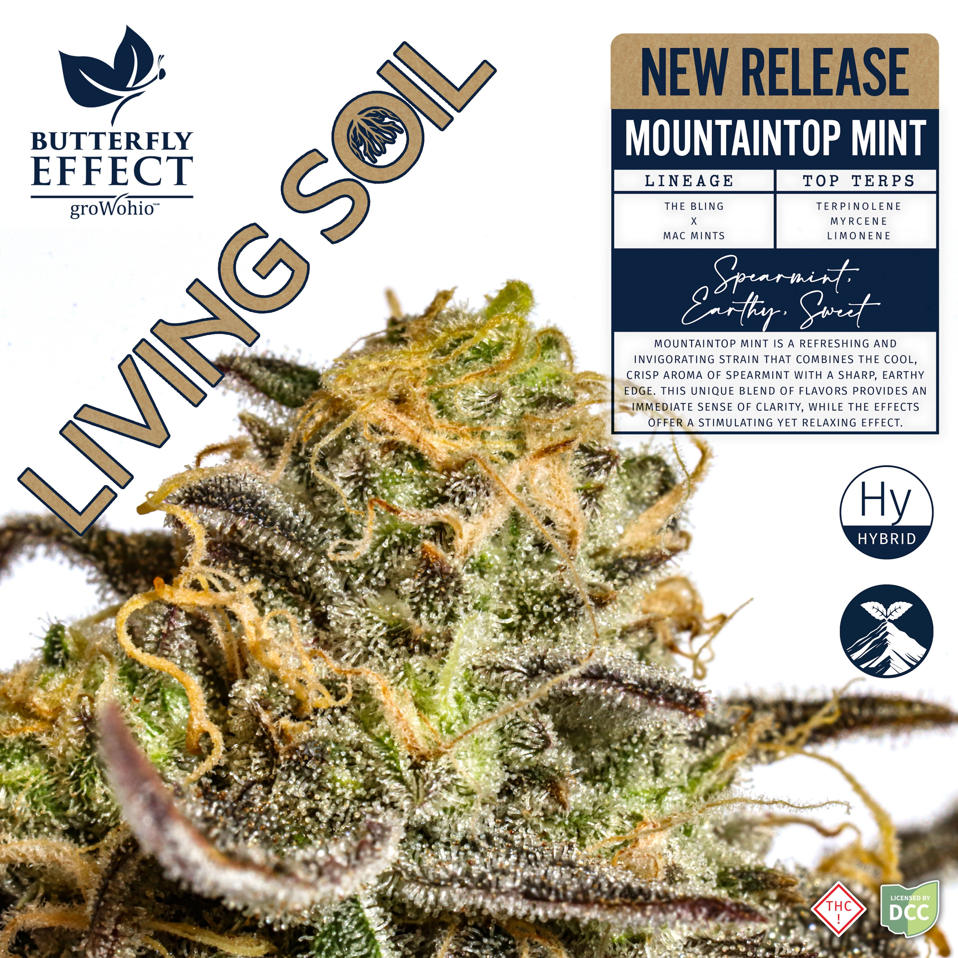 Mountaintop Mint