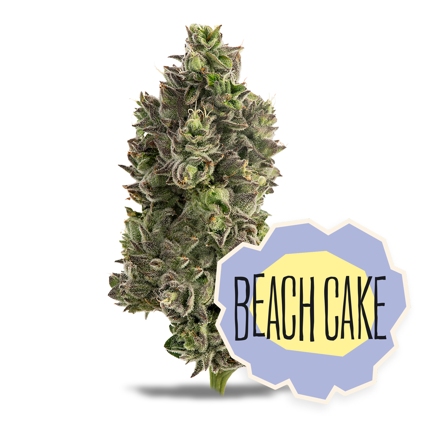Beach Cake