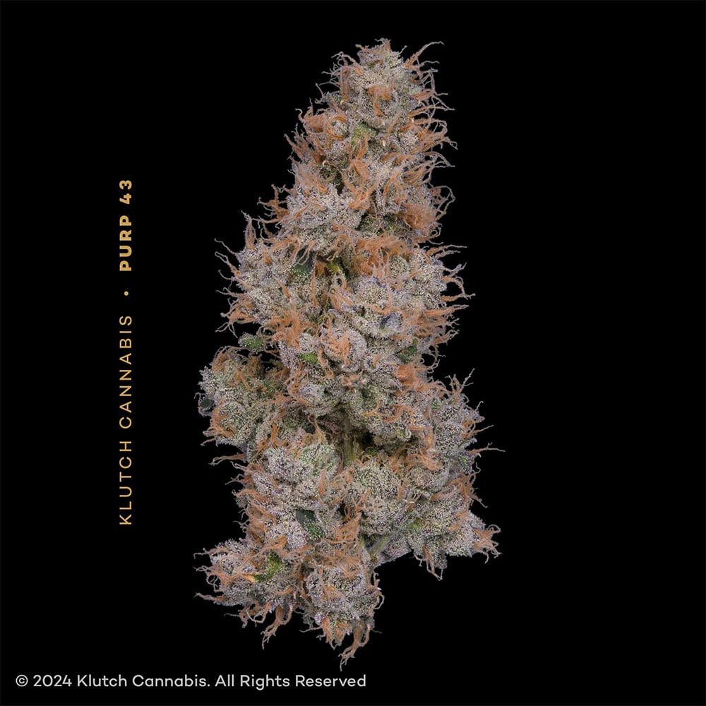 Purp 43