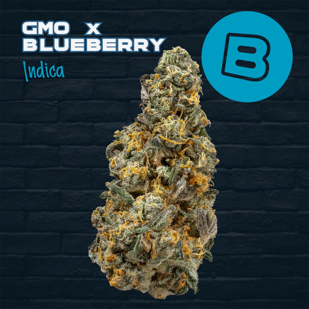 Gmo X Blueberry